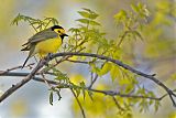 Hooded Warbler