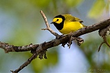 Hooded Warbler (male)