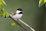 Black-capped Chickadee with food