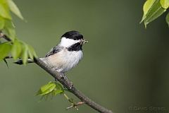 Black-capped Chickadee