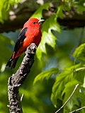 Scarlet Tanager (male)