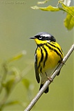 Magnolia Warbler (male)