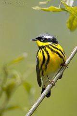 Magnolia Warbler