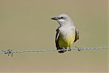 Western Kingbirdborder=