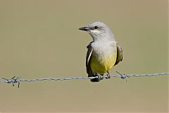 Western Kingbird