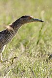 Black-crowned Night-Heronborder=