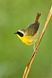 Common Yellowthroatborder=