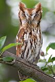 Eastern Screech-Owl