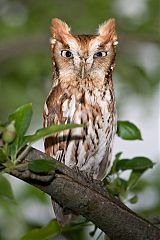 Eastern Screech-Owl