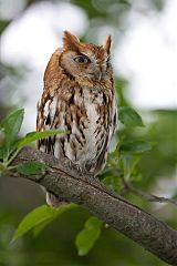 Eastern Screech-Owl