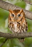 Eastern Screech-Owl