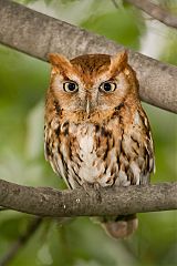 Eastern Screech-Owl