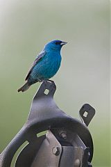 Indigo Bunting