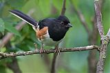 Eastern Towhee