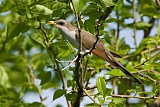 Yellow-billed Cuckoo