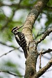 Hairy Woodpecker