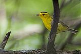 Wilson's Warbler