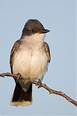 Eastern Kingbird