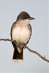 Eastern Kingbird