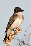 Eastern Kingbird