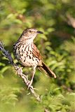 Brown Thrasherborder=