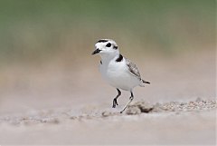 Snowy Plover