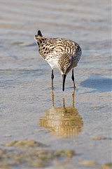 White-rumped Sandpiper