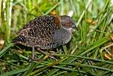 Black Rail