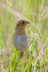 Nelson's Sparrow