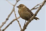 Brown-headed Cowbird