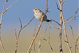 Baird's Sparrow