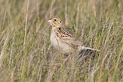 Baird's Sparrow