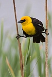 Yellow-headed Blackbirdborder=