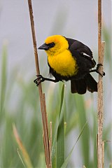 Yellow-headed Blackbird