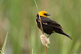 Yellow-headed Blackbird