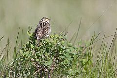 Savannah Sparrow