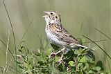 Baird's Sparrowborder=