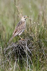 Sprague's Pipit