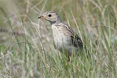 Sprague's Pipit