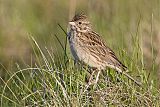 Vesper Sparrow