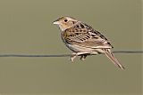 Grasshopper Sparrow