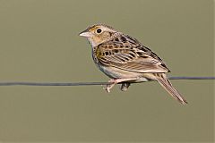 Grasshopper Sparrow