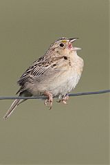 Grasshopper Sparrow