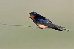 Barn Swallow