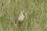 Sprague's Pipit