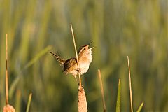 Marsh Wren