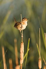 Marsh Wren