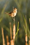 Marsh Wren