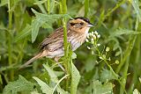 Nelson's Sparrowborder=