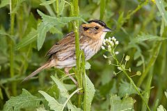 Nelson's Sparrow